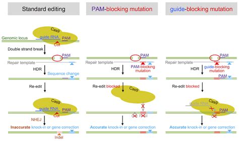 CRISPR 101: Making a Knock-In Cell Line