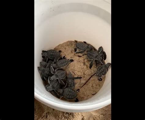 Turtle hatchlings rescued in North Side - Cayman Compass