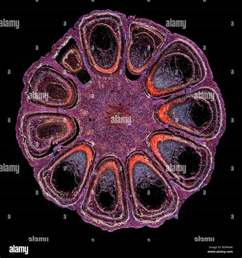 Ovary section hi-res stock photography and images - Alamy