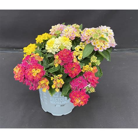 GROW by OBI Wandelröschen Trio Topf Ø ca 12 cm Lantana camara kaufen