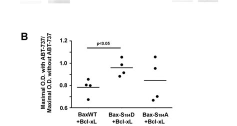 Interaction Between Bax And Bcl Xl A Immunoprecipitation Experiments