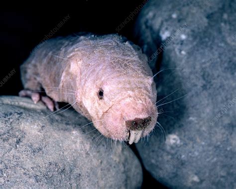Naked Mole Rat Stock Image Z918 0205 Science Photo Library