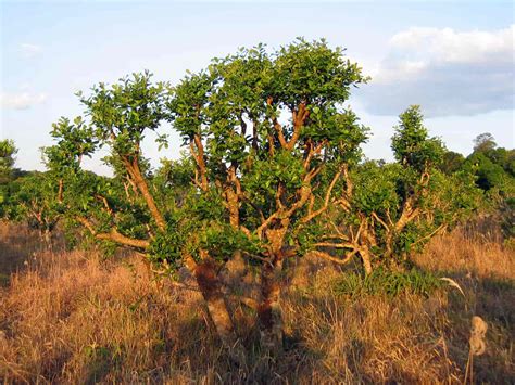 Yohimbe - Plantas Medicinales Today