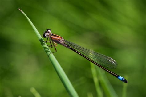 Blue Tailed Damselfly Photography By Mark Seton