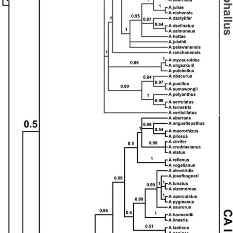 Pdf Large Scale Phylogenetic Analysis Of Amorphophallus Araceae