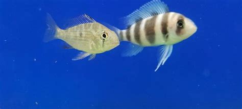 Threadfin Geophagus Heckelii Acarichthys Heckelii Splashy Fin Live