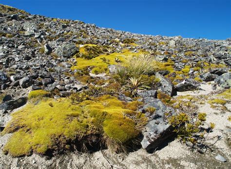 Mountain plants stock image. Image of lichen, moss, plants - 22850809