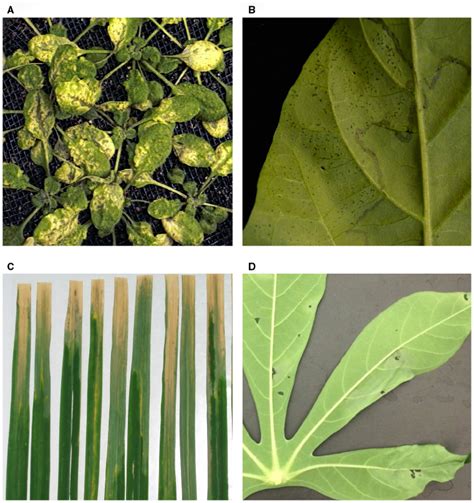 Examples of disease symptoms caused by bacterial plant pathogens. All... | Download Scientific ...