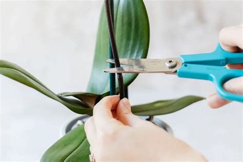 Comment multiplier une orchidée Quelle méthode efficace