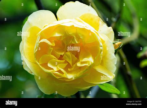 The yellow flower of a Graham Thomas climbing rose Stock Photo - Alamy