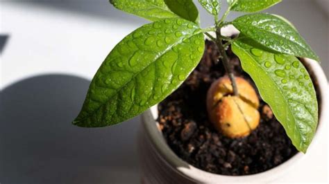 Tuto Comment Faire Pousser Un Avocatier Avec Un Noyau D Avocat