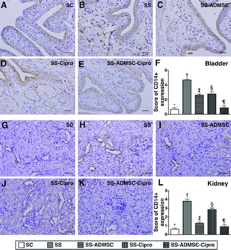 Immunohistochemical Ihc Microscopic Findings Of Inflammatory Cells In Download Scientific