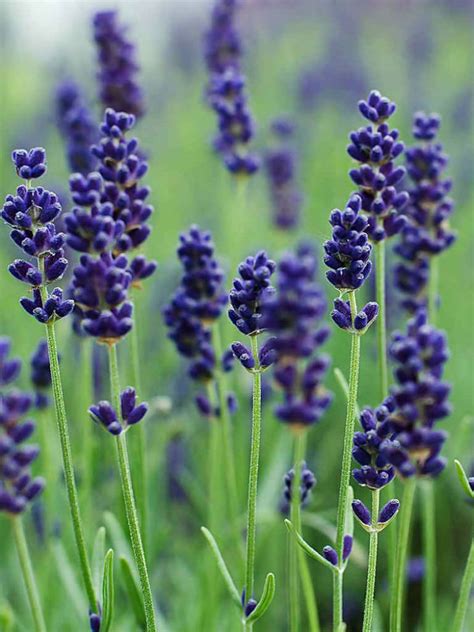 Lavandula Angustifolia Munstead English Lavender World Of Flowering Plants