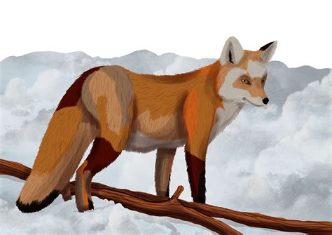 Comment Dessiner Un Renard Blog Dessindigo