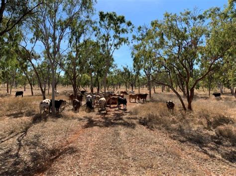 Cattle Station For Sale Gulf Country Sciencehub