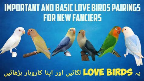 Important Love Bird Pairings For New Fanciers Best Pairing For New