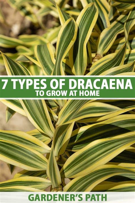 7 Best Types Of Dracaena To Grow At Home Gardeners Path