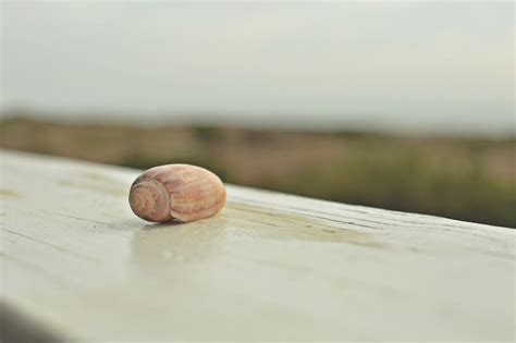 Ocean Treasures Commonly Found On Local Beaches Local Life Hilton