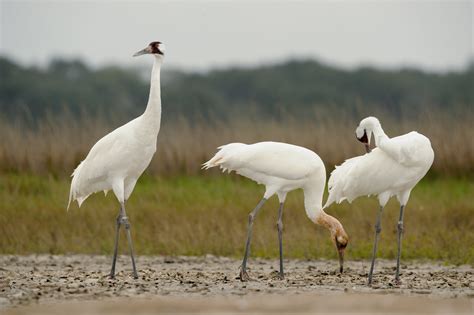 Three Sandhill Cranes, whooping cranes, aransas HD wallpaper ...