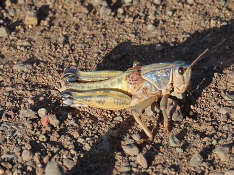 Plains Lubber Grasshopper From Black Canyon City Az 85324 Usa On October 17 2021 At 04 21 Pm