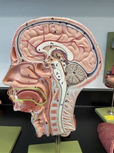 Frontal Midsagittal Head Models Flashcards Quizlet