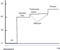 Alveolar To Pulmonary Capillary Transfer Respiration Lecture 6 Part 1