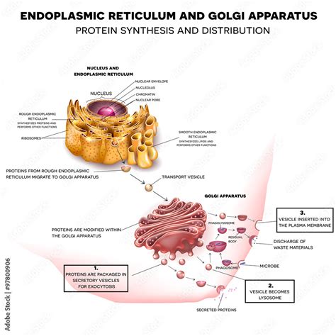 Endoplasmic Reticulum And Golgi Apparatus Protein Synthesis And