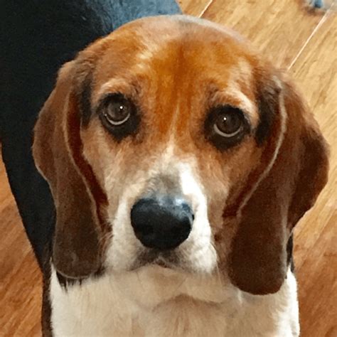 Beagle And Basset Hound Mix