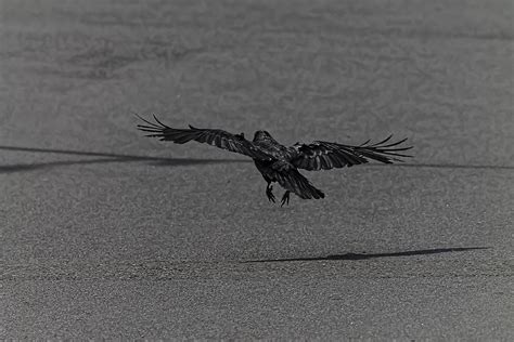 Crow Landing 001 Photograph by Timothy Latta