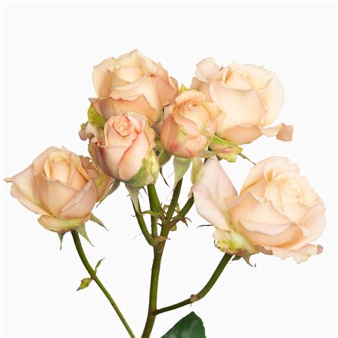 Beige Spray Sahara Sensation Roses Cananvalle