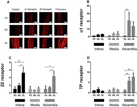 Quantification Of Protein Expression Of And Thromboxane A Tp