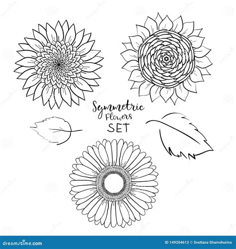 Sistema Simétrico Floral De Las Flores Del Verano Gerbera Exhausto De