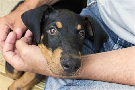 Que Debo Llevar Para Adoptar Un Perro