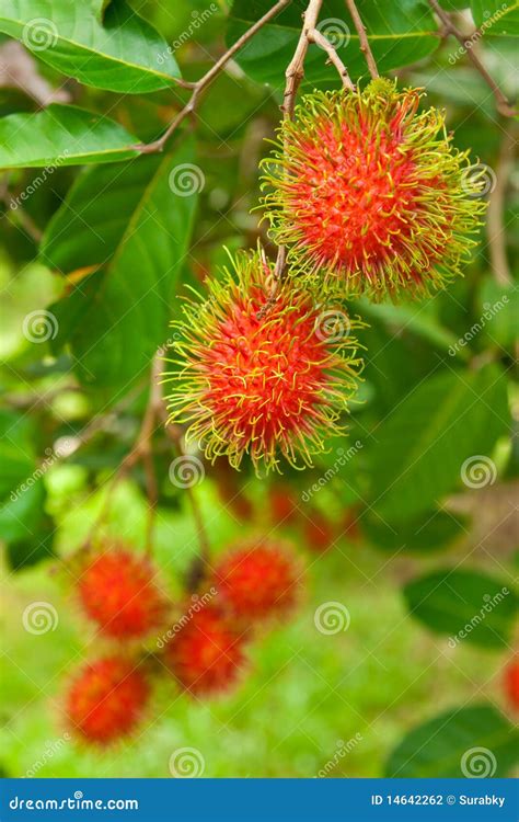 Rambutan, Popular Fruit in Thailand Stock Photo - Image of plant, food: 14642262