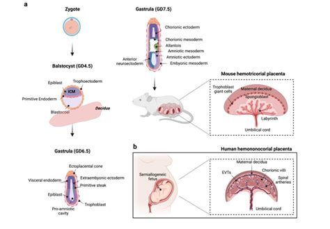 A A Schematic Representation Of Mouse Placenta Development At