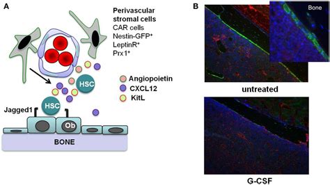 Toll Like Receptor Signaling Pathways Toll Like Receptors Tlrs Are A Download Scientific