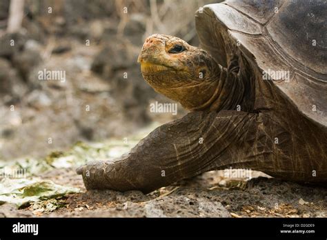 Tortue géante des galapagos Banque de photographies et dimages à haute