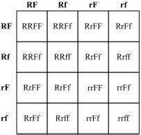 Punnett Squares and Dihybrid Crosses - GENETIC Power