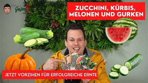 Jetzt Zucchini Melonen K Rbis Und Gurken Vorziehen F R Eine