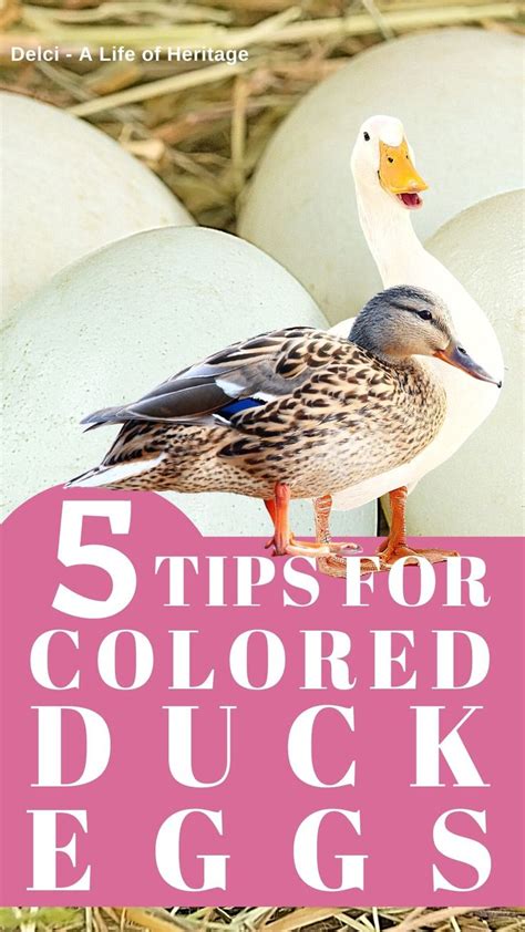 Tips To Breeding For Colored Ducks Eggs Duck Egg Color Chart