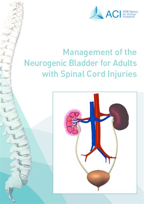 Pdf Management Of The Neurogenic Bladder For Adults With Spinal Cord