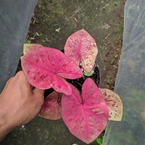 Jual Caladium Hybrid Thailand Series Cantik Keladi Hias Shopee Indonesia