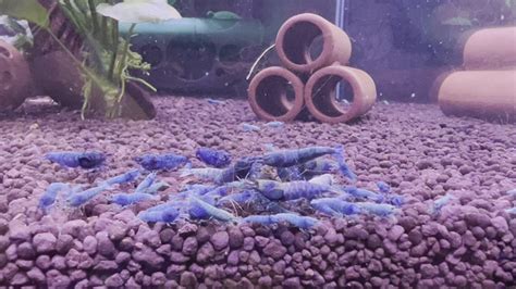 Topick Aquarium - Extreme Blue Bolt Shrimp