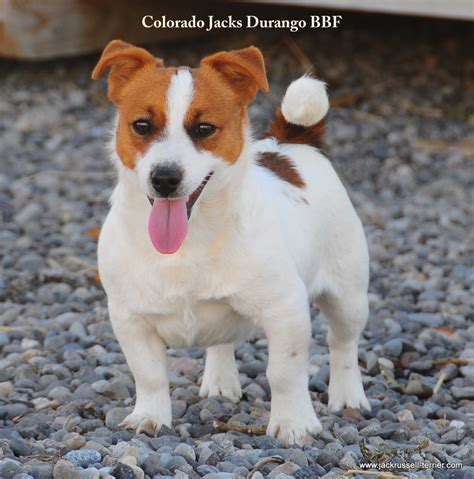 Shorty Jack Russell Terrier Of Colorado Shortie Jack Russell Males