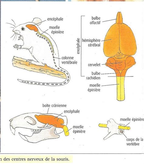 Les Centres Nerveux De La Souris