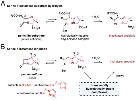 Lactam Hydrolysis