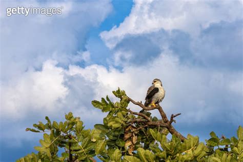 A Black Shouldered Or Black Winged Kite Elanus Caeruleus In The Masai