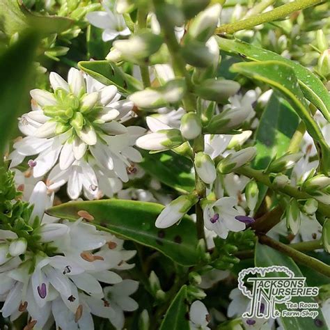 Buy Hebe Garden Beauty White Shrubby Veronica In The UK