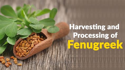 Harvesting And Processing Of Fenugreek मेथी की कटाई और प्रसंस्करण Fenugreek Methi Wise