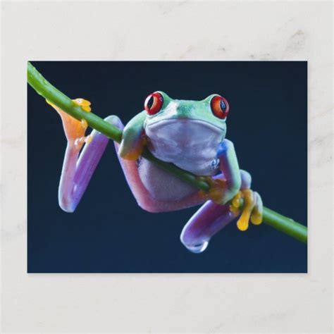 Frog Postcard Zazzle